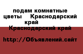 подам комнатные цветы  - Краснодарский край  »    . Краснодарский край